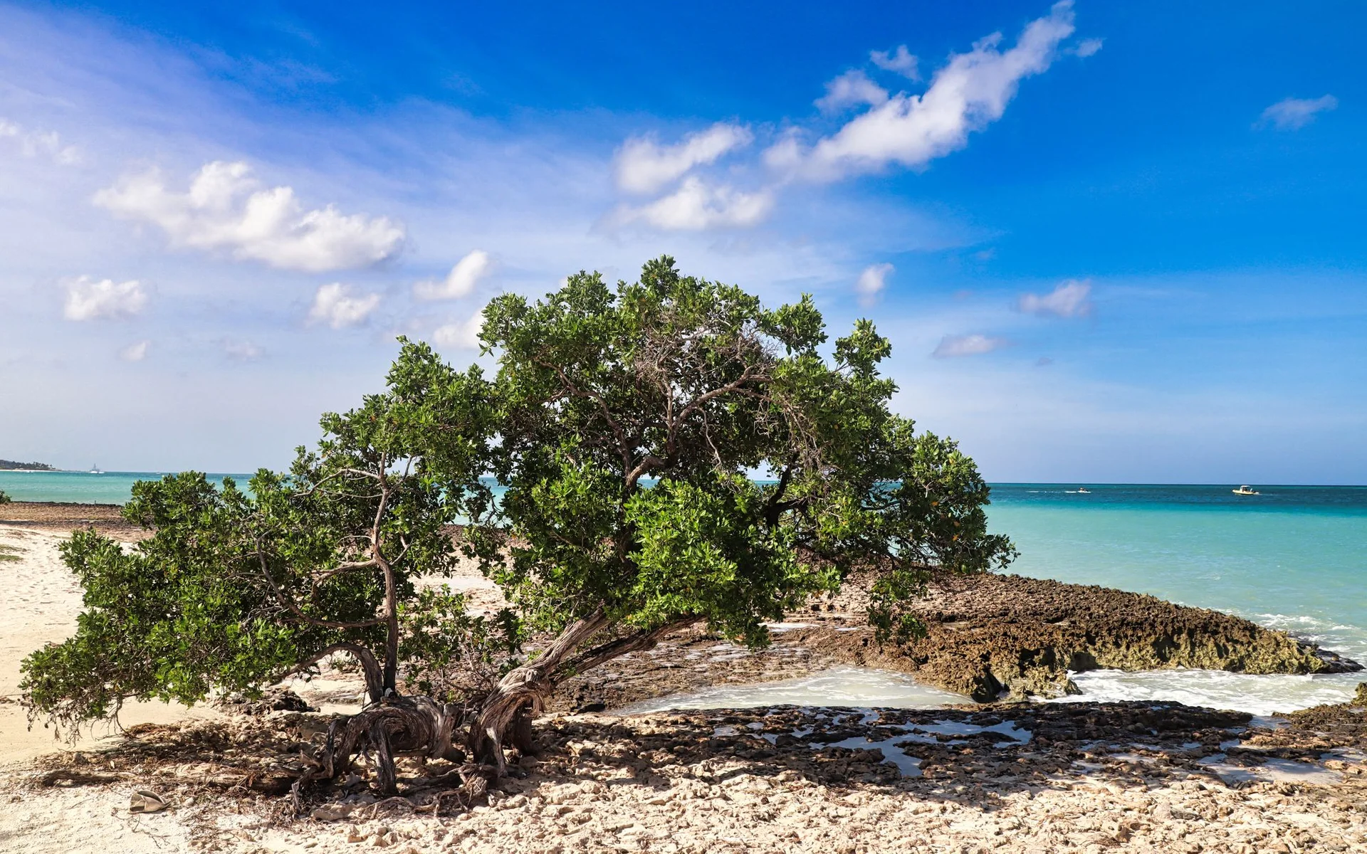 Divi-Divi Tree on the beach in Oranjestad, Aruba