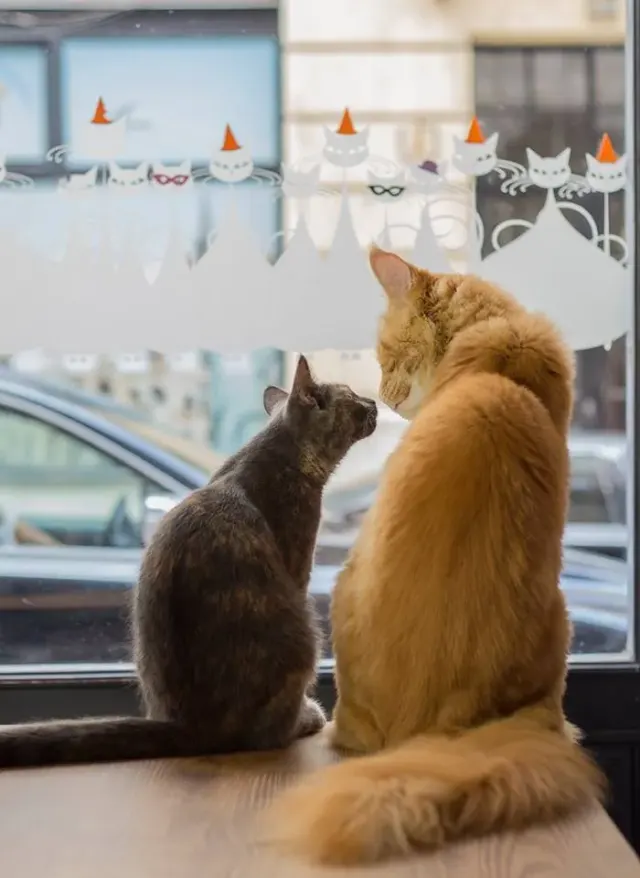 BookNoFees: Kafe – Cat Café – Budapest – Cat Café, foto 2