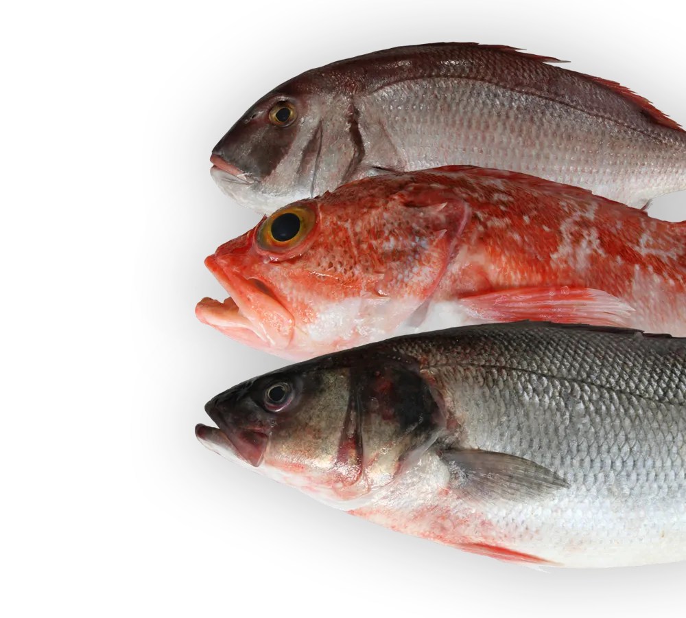 BookNoFees: Restoran – Senhor Peixe – Lisbon – Encik Peixe, foto 1