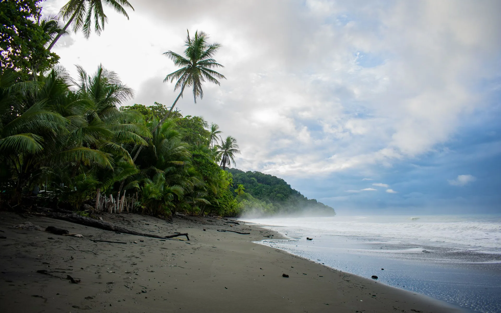 Pohon palma di Pantai Pavones di Costa Rica