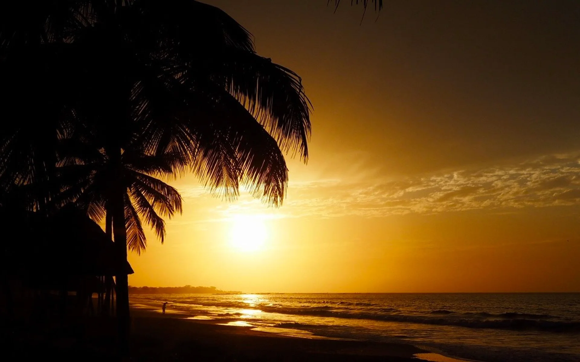 Pohon palma di pantai di Gambia pada waktu matahari terbenam